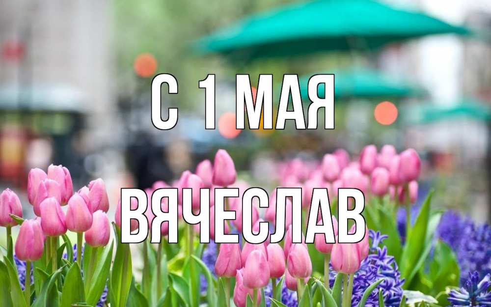 Открытка на каждый день с именем, Вячеслав С 1 мая С 1 мая Прикольная открытка с пожеланием онлайн скачать бесплатно 