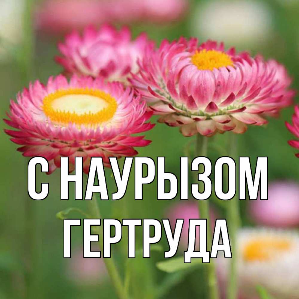 Открытка на каждый день с именем, Гертруда С наурызом подарок на международный женский день Прикольная открытка с пожеланием онлайн скачать бесплатно 