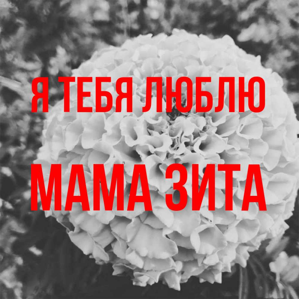 Открытка на каждый день с именем, Мама-Зита Я тебя люблю подпись Прикольная открытка с пожеланием онлайн скачать бесплатно 