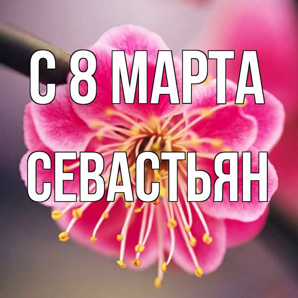 Открытка на каждый день с именем, Севастьян С 8 МАРТА цветы Прикольная открытка с пожеланием онлайн скачать бесплатно 