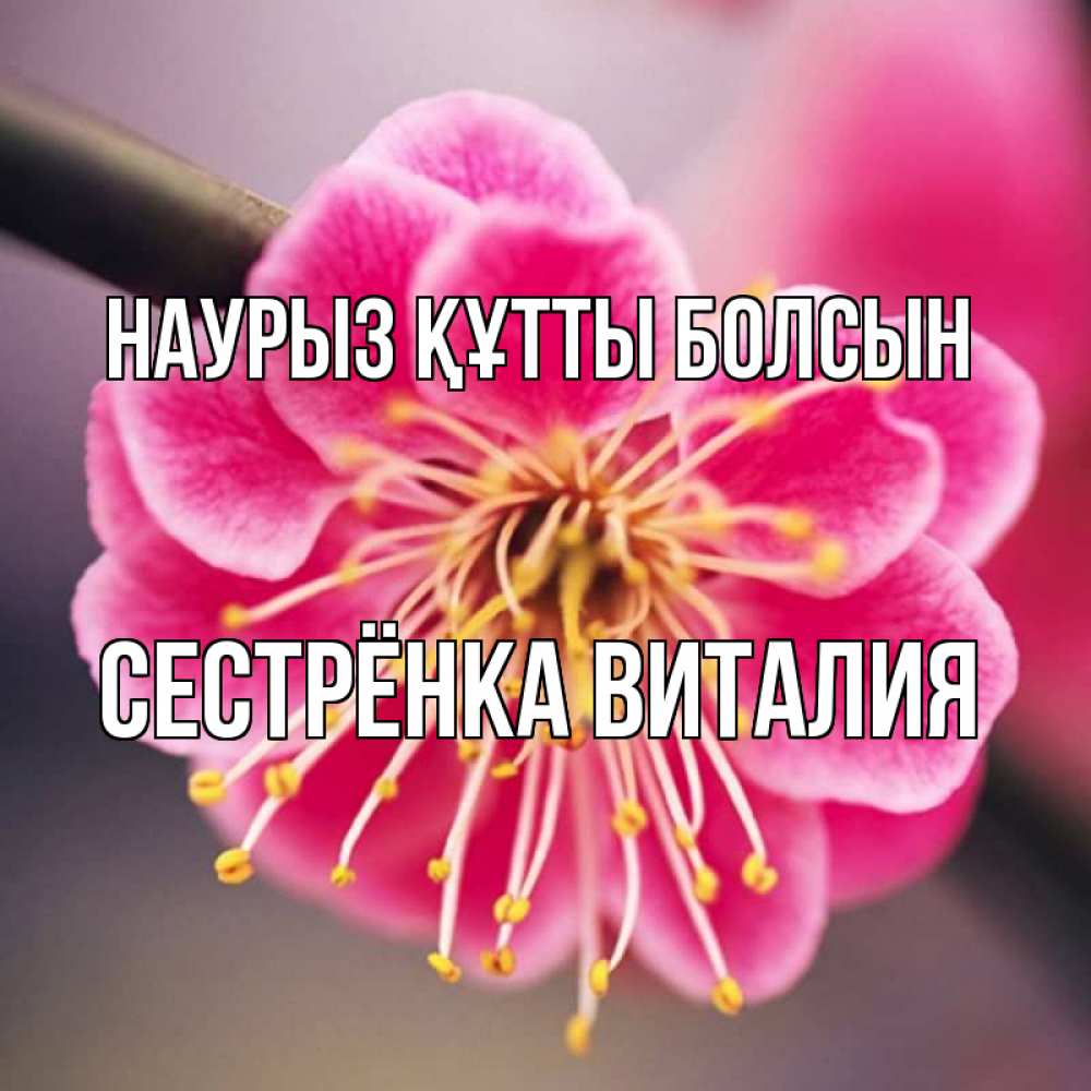 Открытка на каждый день с именем, Сестрёнка-Виталия Наурыз құтты болсын цветы Прикольная открытка с пожеланием онлайн скачать бесплатно 