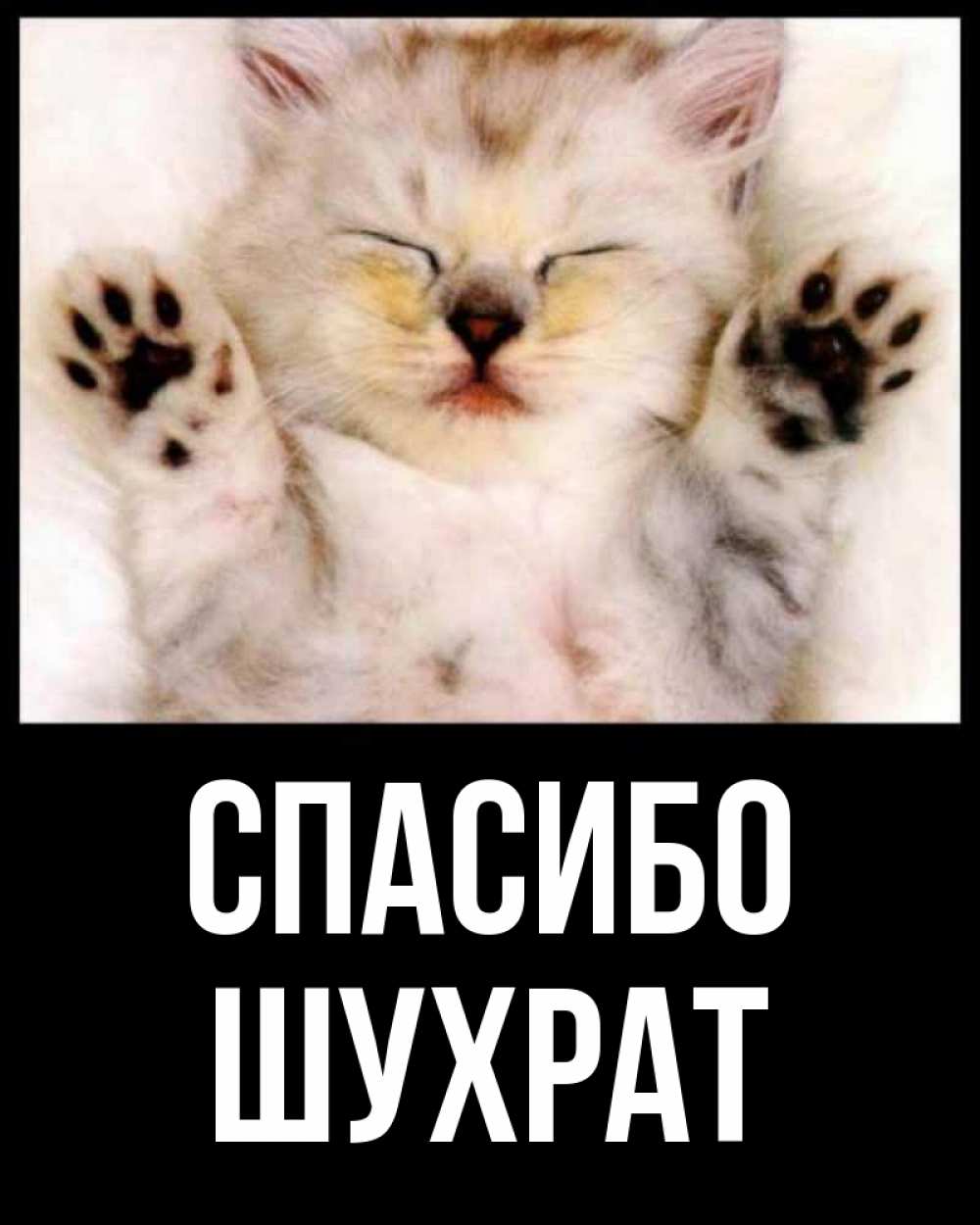 Открытка на каждый день с именем, шухрат Спасибо маленький котенок Прикольная открытка с пожеланием онлайн скачать бесплатно 