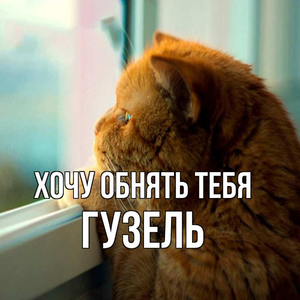 Открытка на каждый день с именем, Гузель Хочу обнять тебя большой огромный рыжий котяра Прикольная открытка с пожеланием онлайн скачать бесплатно 