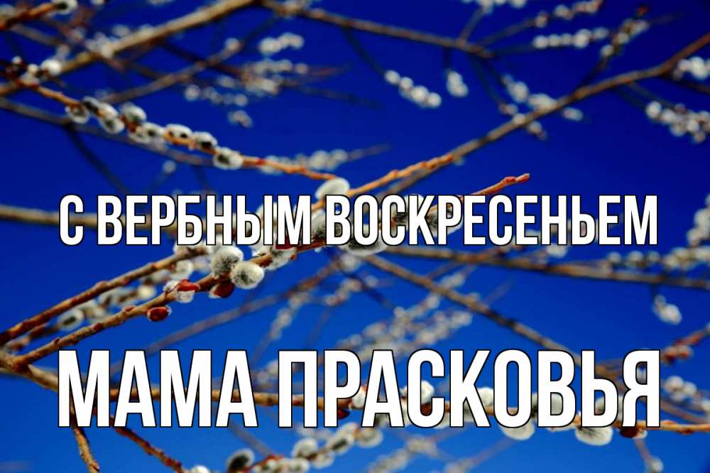 Открытка на каждый день с именем, Мама-Прасковья С вербным воскресеньем верба Прикольная открытка с пожеланием онлайн скачать бесплатно 