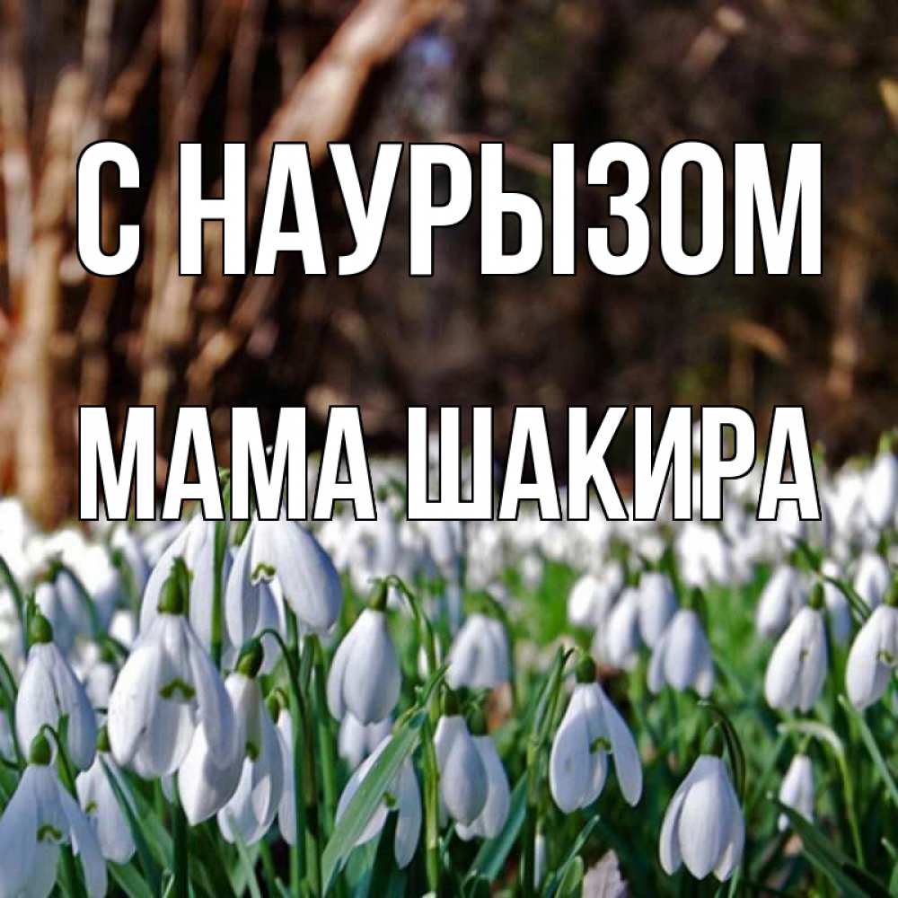 Открытка на каждый день с именем, Мама-Шакира С наурызом с подснежниками 1 Прикольная открытка с пожеланием онлайн скачать бесплатно 