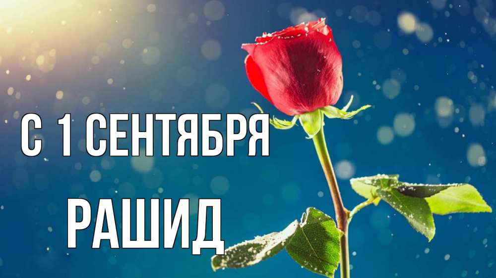 Открытка на каждый день с именем, Рашид С 1 сентября с днем знаний Прикольная открытка с пожеланием онлайн скачать бесплатно 