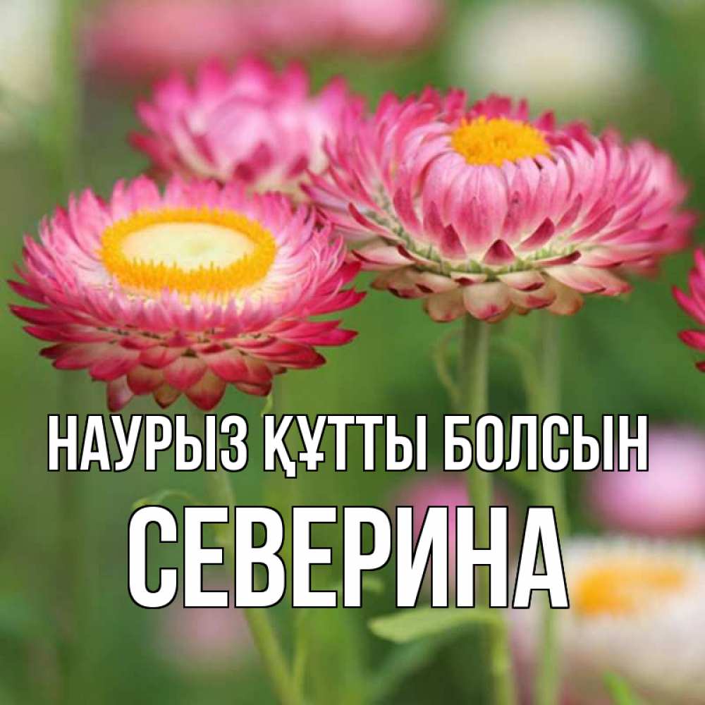 Открытка на каждый день с именем, Северина Наурыз құтты болсын подарок на международный женский день Прикольная открытка с пожеланием онлайн скачать бесплатно 