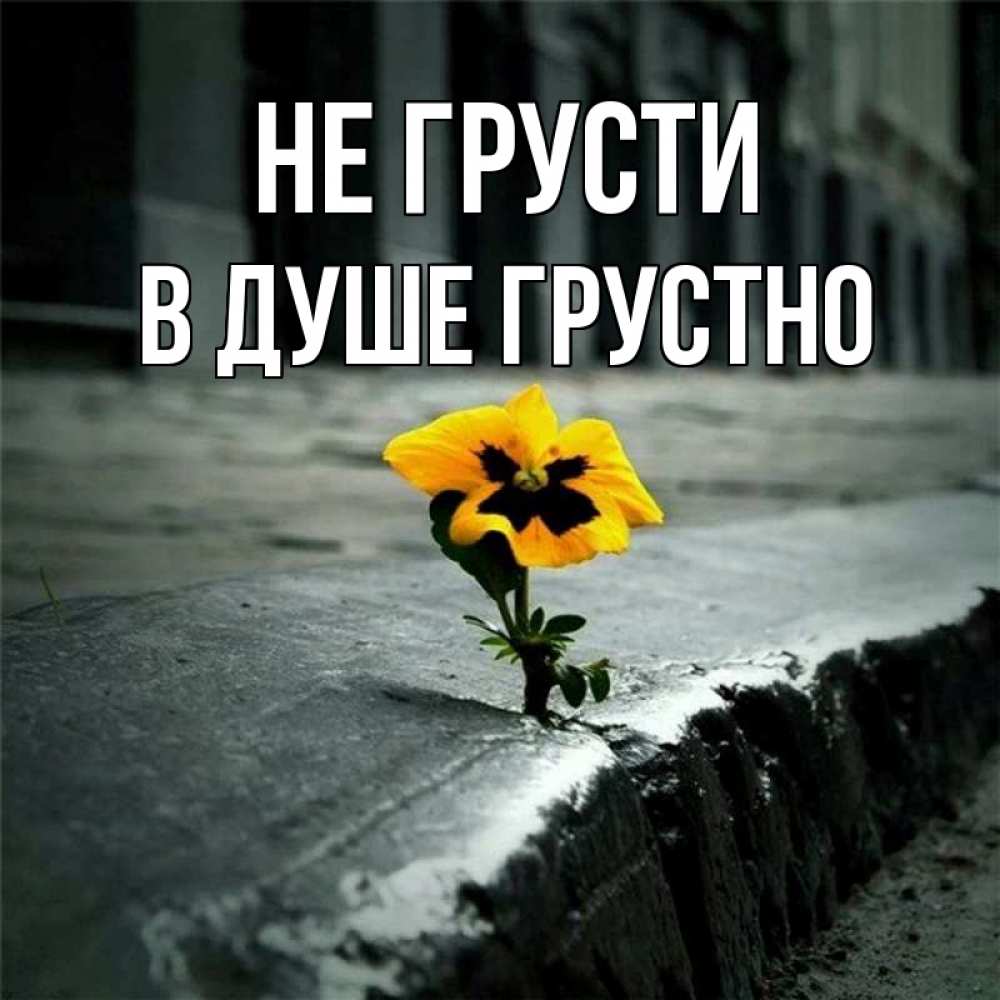 Открытка на каждый день с именем, В-душе-грустно Не грусти не сдавайся Прикольная открытка с пожеланием онлайн скачать бесплатно 