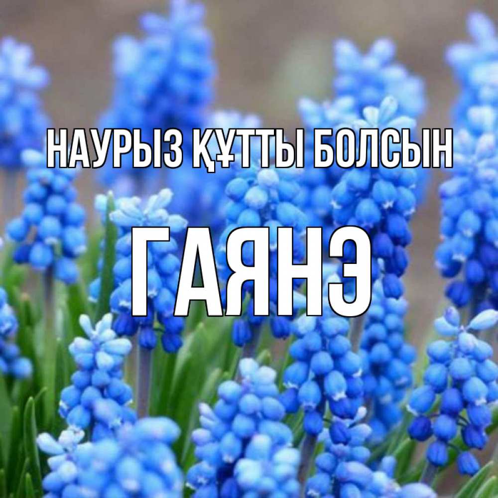 Открытка на каждый день с именем, Гаянэ Наурыз құтты болсын Поздравительная открытка для женщин с цветами на праздничную дату Прикольная открытка с пожеланием онлайн скачать бесплатно 