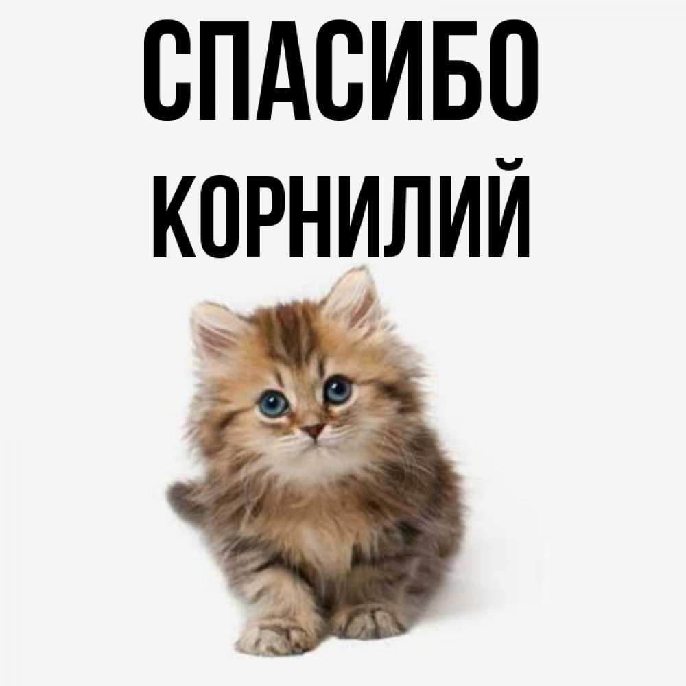 Открытка на каждый день с именем, Корнилий Спасибо пушистый котик Прикольная открытка с пожеланием онлайн скачать бесплатно 
