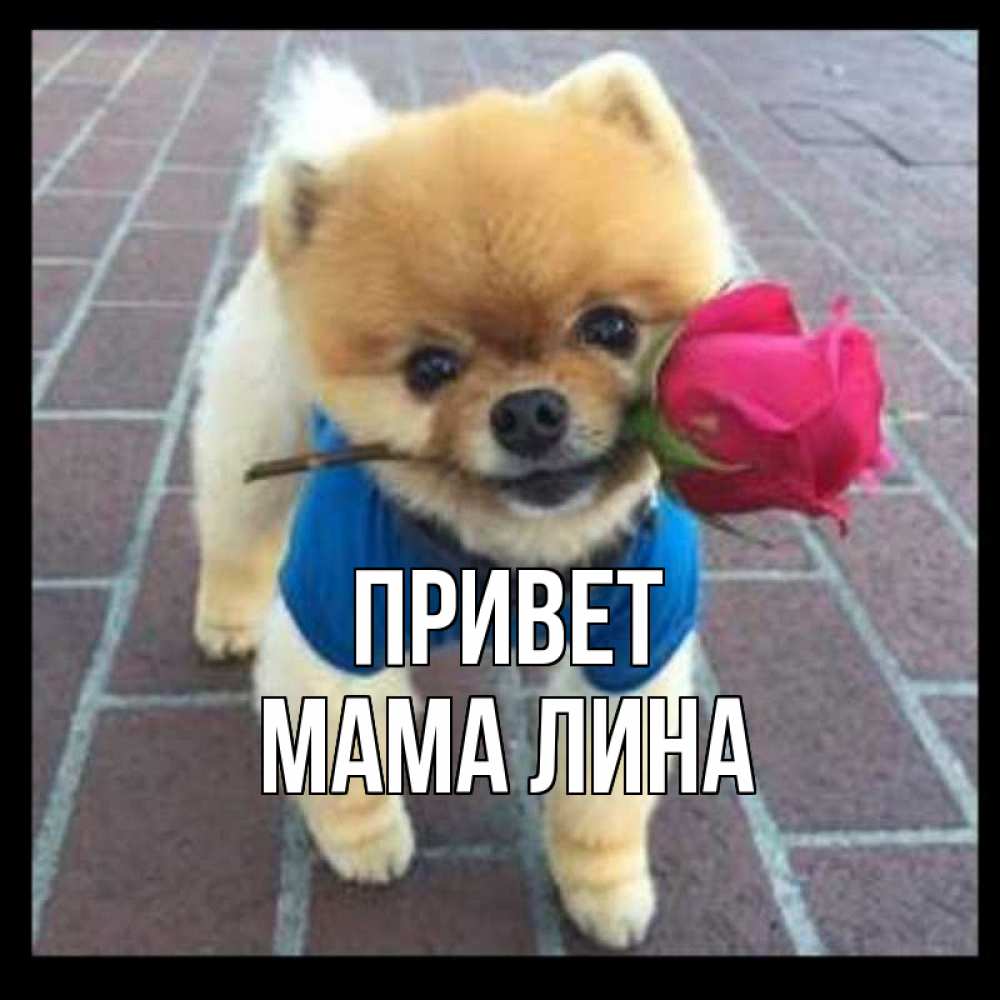 Открытка на каждый день с именем, Мама-Лина Привет роза в зубах у собаки Прикольная открытка с пожеланием онлайн скачать бесплатно 