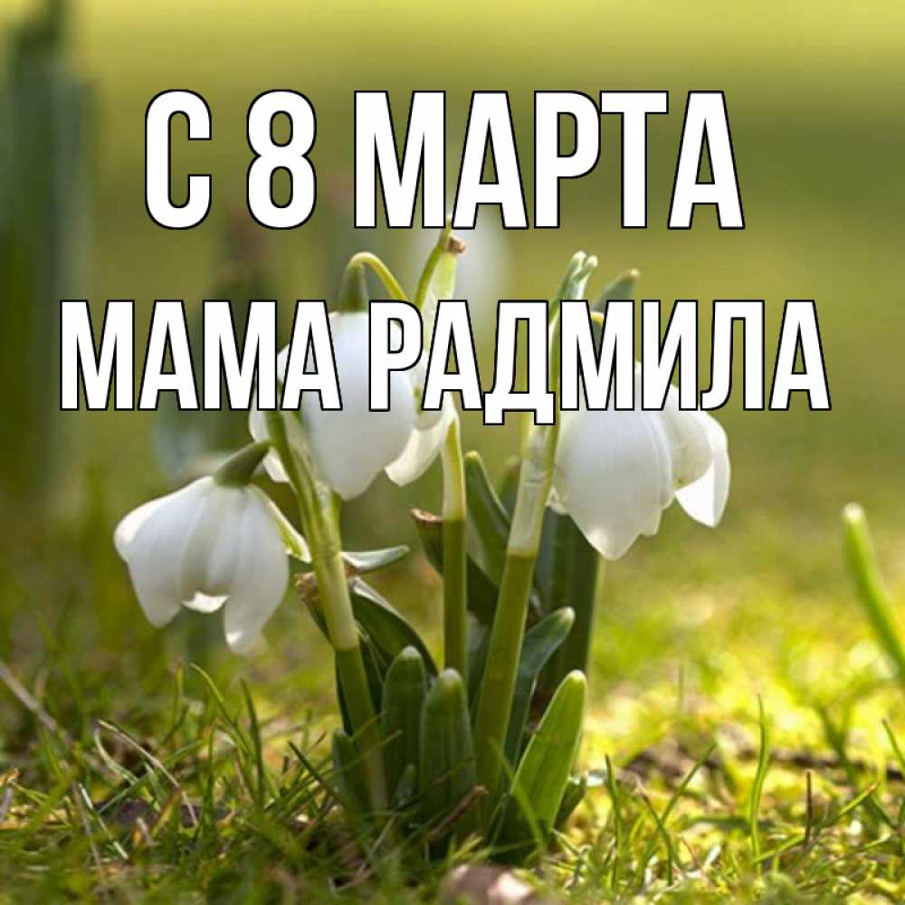 Открытка на каждый день с именем, Мама-Радмила С 8 МАРТА ранние цветы 2 Прикольная открытка с пожеланием онлайн скачать бесплатно 