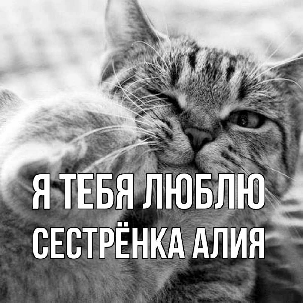 Открытка на каждый день с именем, Сестрёнка-Алия Я тебя люблю коты Прикольная открытка с пожеланием онлайн скачать бесплатно 
