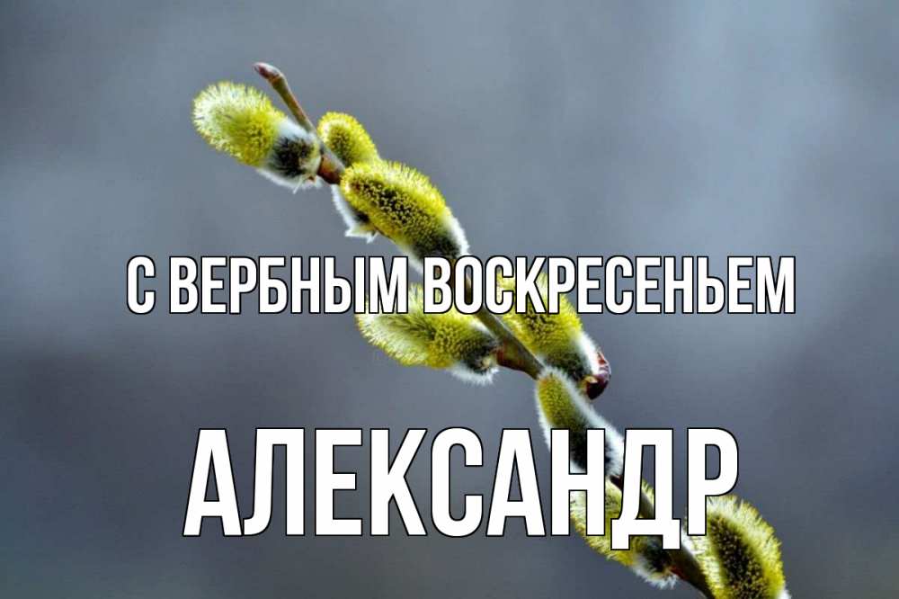Открытка на каждый день с именем, Александр С вербным воскресеньем верба Прикольная открытка с пожеланием онлайн скачать бесплатно 