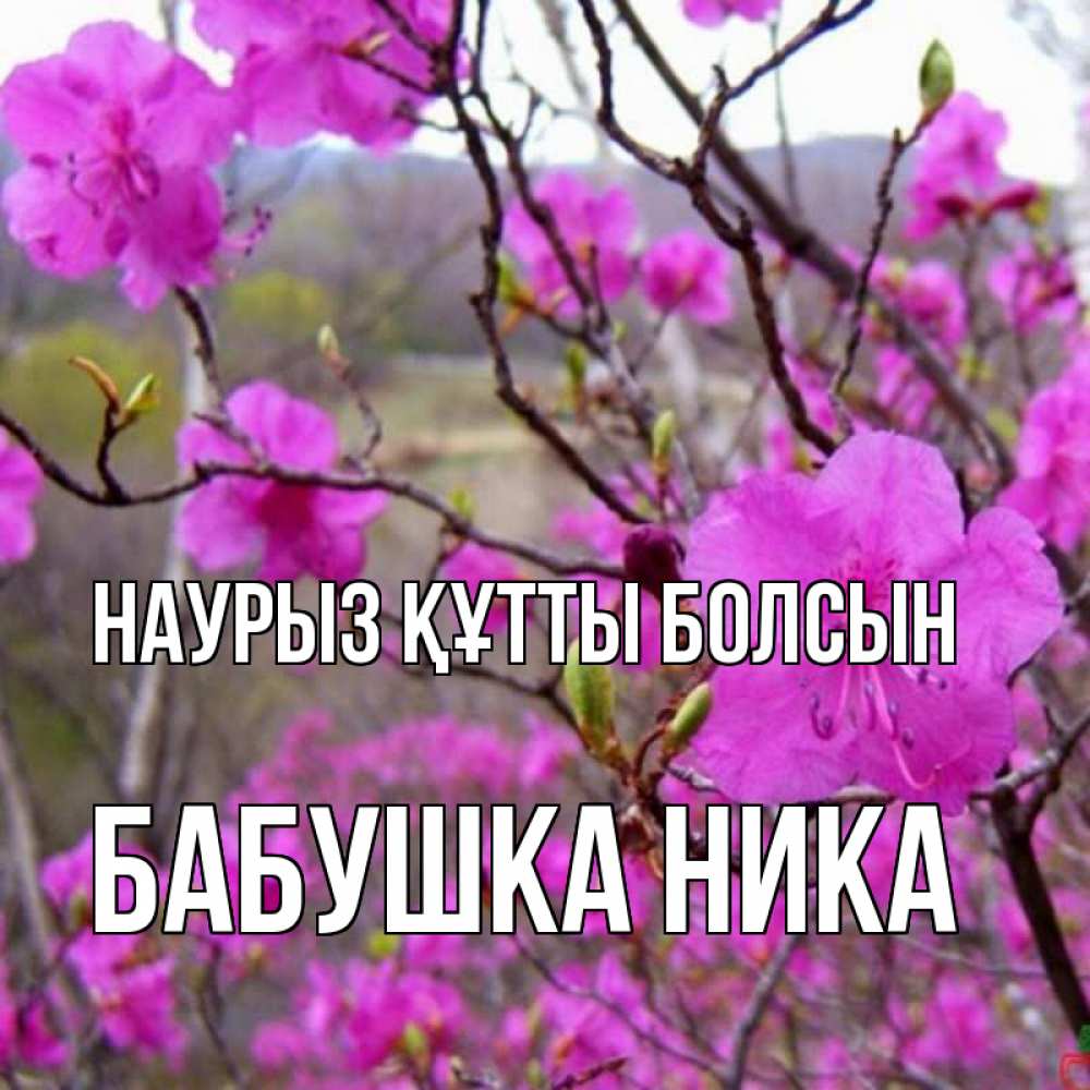 Открытка на каждый день с именем, Бабушка-Ника Наурыз құтты болсын наурыз мейрамы кутты болсын Прикольная открытка с пожеланием онлайн скачать бесплатно 