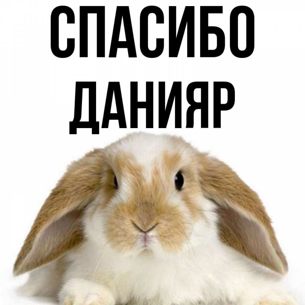 Открытка на каждый день с именем, Данияр Спасибо коричнево белый заяц Прикольная открытка с пожеланием онлайн скачать бесплатно 