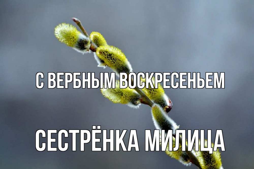Открытка на каждый день с именем, Сестрёнка-Милица С вербным воскресеньем верба Прикольная открытка с пожеланием онлайн скачать бесплатно 