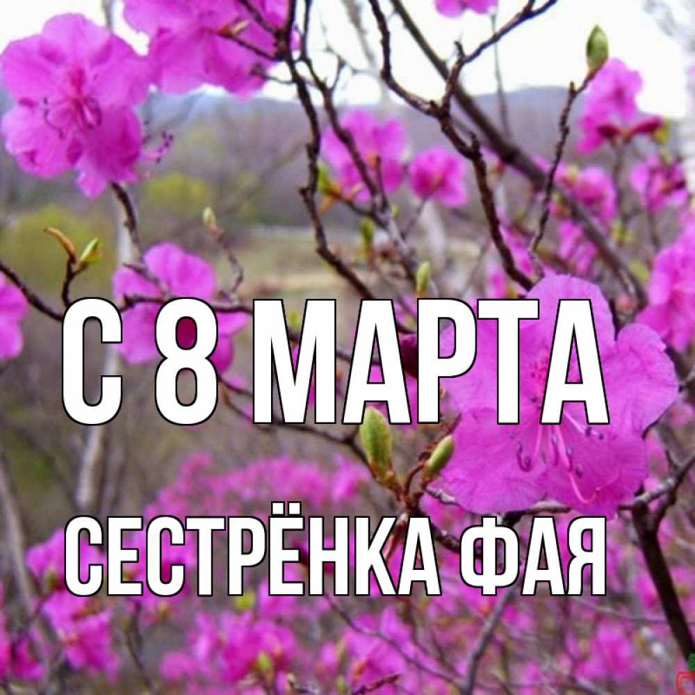Открытка на каждый день с именем, Сестрёнка-Фая С 8 МАРТА международный женский день Прикольная открытка с пожеланием онлайн скачать бесплатно 