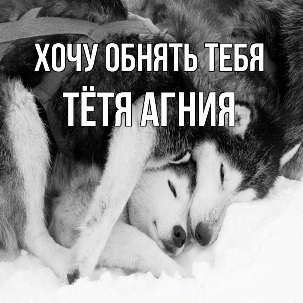 Открытка на каждый день с именем, Тётя-Агния Хочу обнять тебя собачки в упряжке Прикольная открытка с пожеланием онлайн скачать бесплатно 