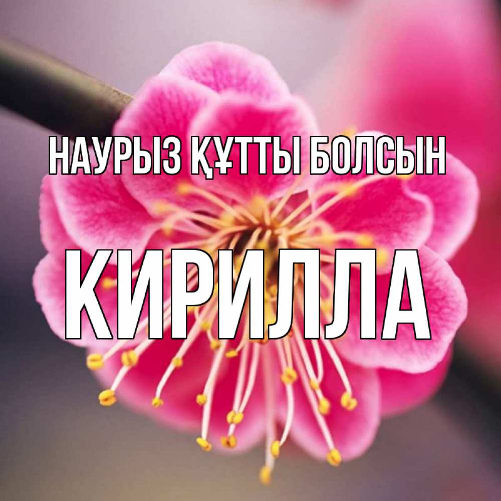 Открытка на каждый день с именем, Кирилла Наурыз құтты болсын цветы Прикольная открытка с пожеланием онлайн скачать бесплатно 