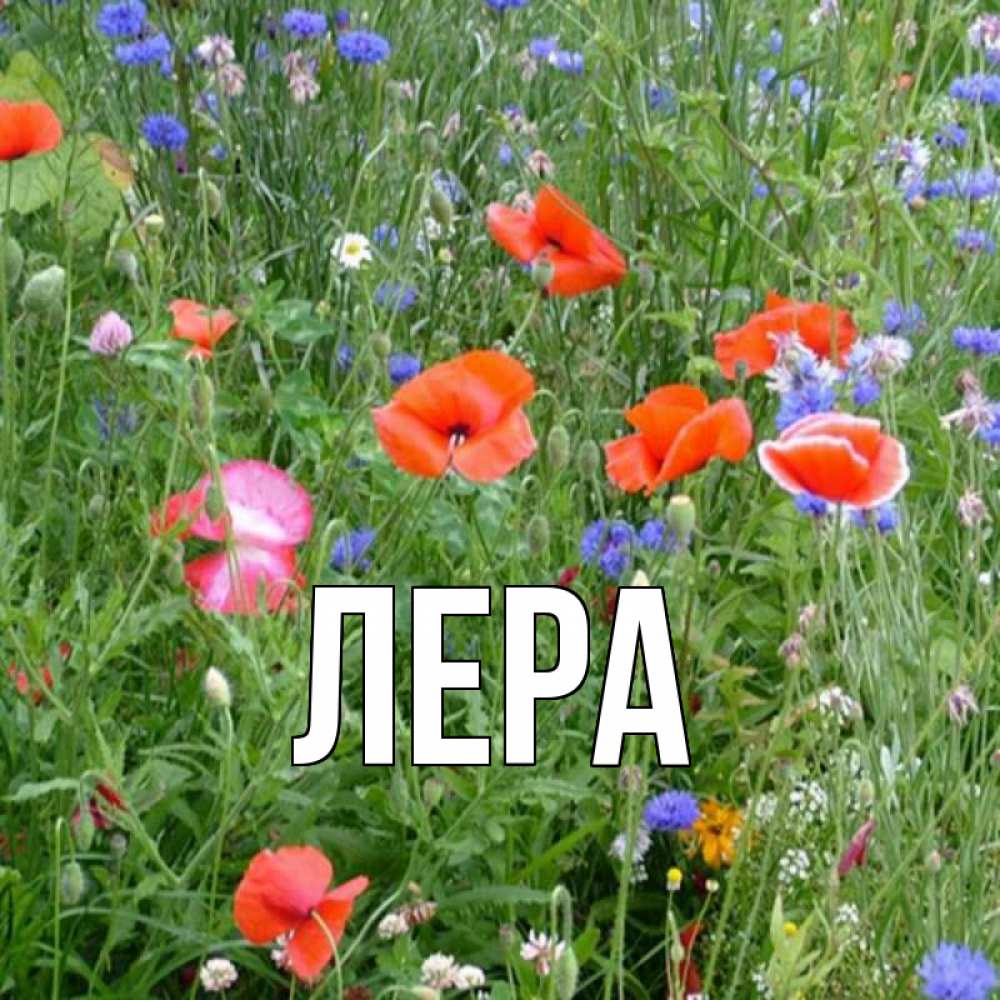 Открытка на каждый день с именем, Лера Главная международный женский день 4 Прикольная открытка с пожеланием онлайн скачать бесплатно 