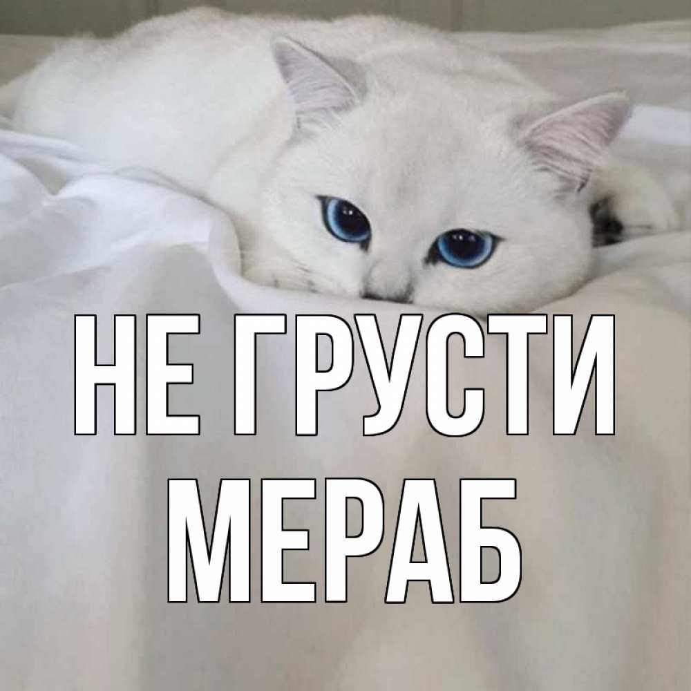 Открытка на каждый день с именем, Мераб Не грусти белый кот с голубыми глазами на белоснежной кровати Прикольная открытка с пожеланием онлайн скачать бесплатно 