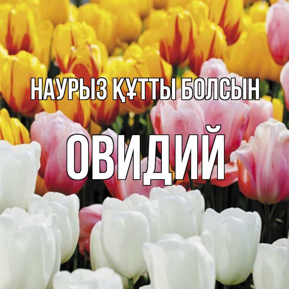 Открытка на каждый день с именем, Овидий Наурыз құтты болсын разноцветные цветы Прикольная открытка с пожеланием онлайн скачать бесплатно 
