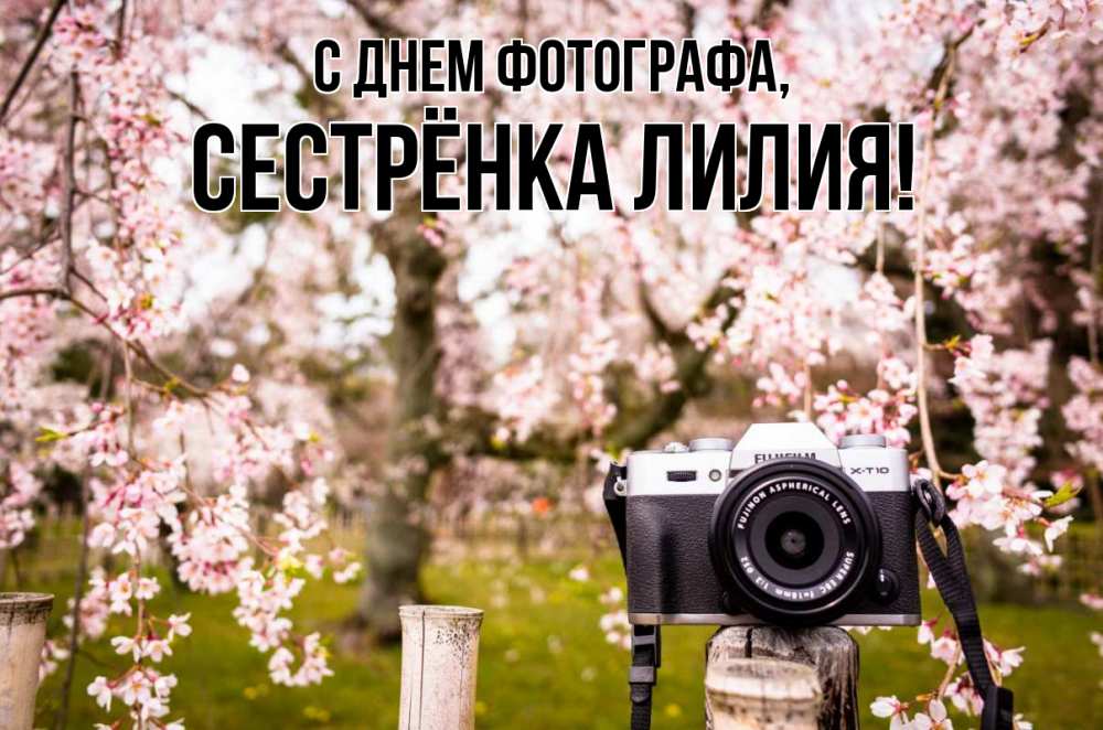 Открытка на каждый день с именем, Сестрёнка-Лилия С днем фотографа сирень с днем фотографа, фотоаппарат Прикольная открытка с пожеланием онлайн скачать бесплатно 