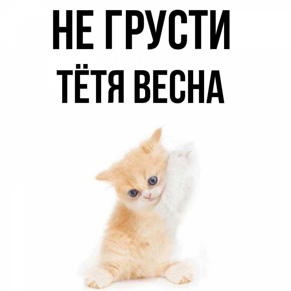 Открытка на каждый день с именем, Тётя-Весна Не грусти просящий кот Прикольная открытка с пожеланием онлайн скачать бесплатно 