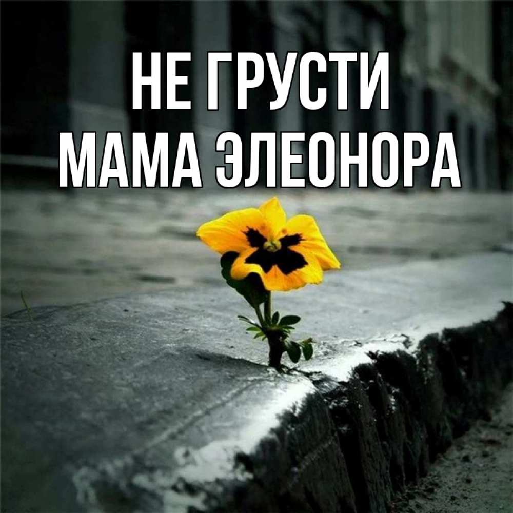 Открытка на каждый день с именем, Мама-Элеонора Не грусти не сдавайся Прикольная открытка с пожеланием онлайн скачать бесплатно 