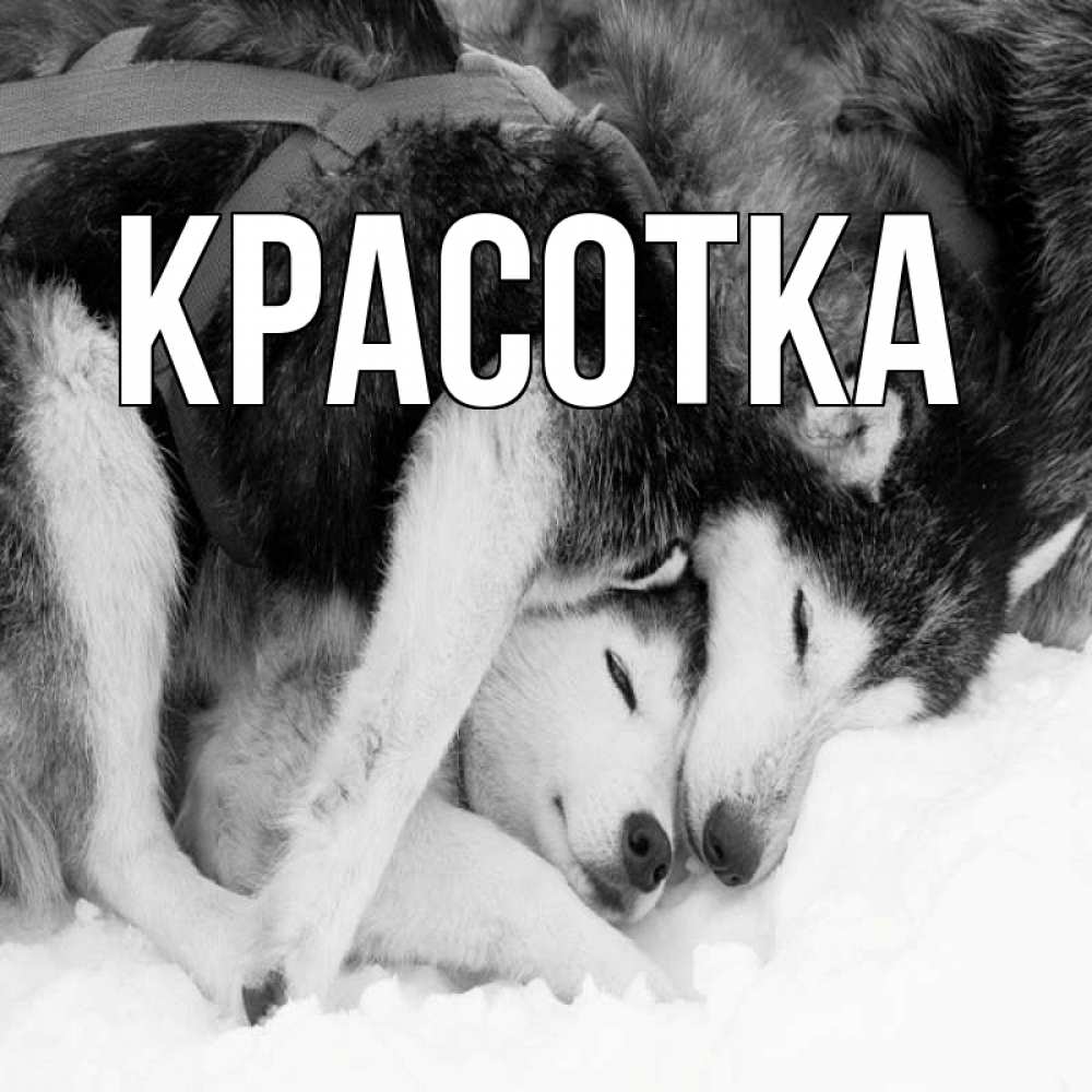 Открытка на каждый день с именем, красотка Главная собачки в упряжке Прикольная открытка с пожеланием онлайн скачать бесплатно 