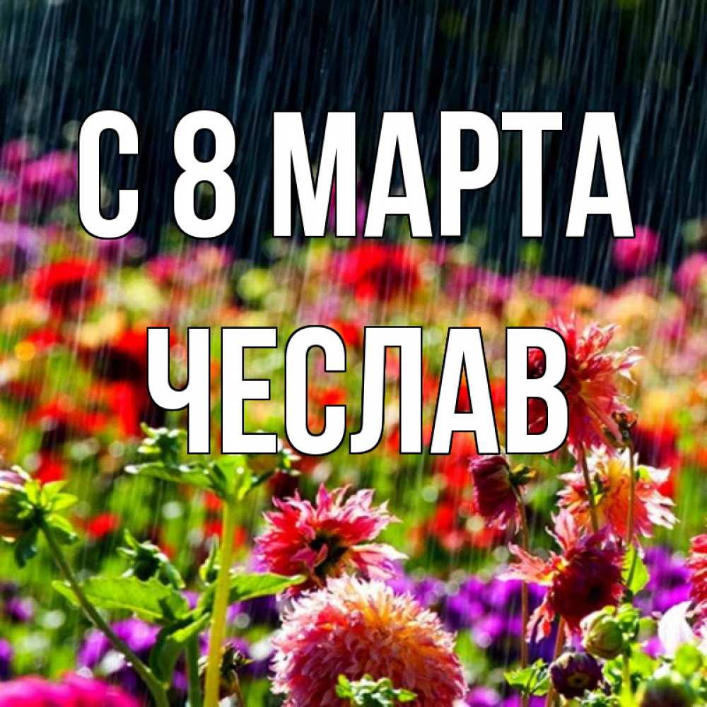 Открытка на каждый день с именем, Чеслав С 8 марта цветы под дождиком к международному женскому дню Прикольная открытка с пожеланием онлайн скачать бесплатно 