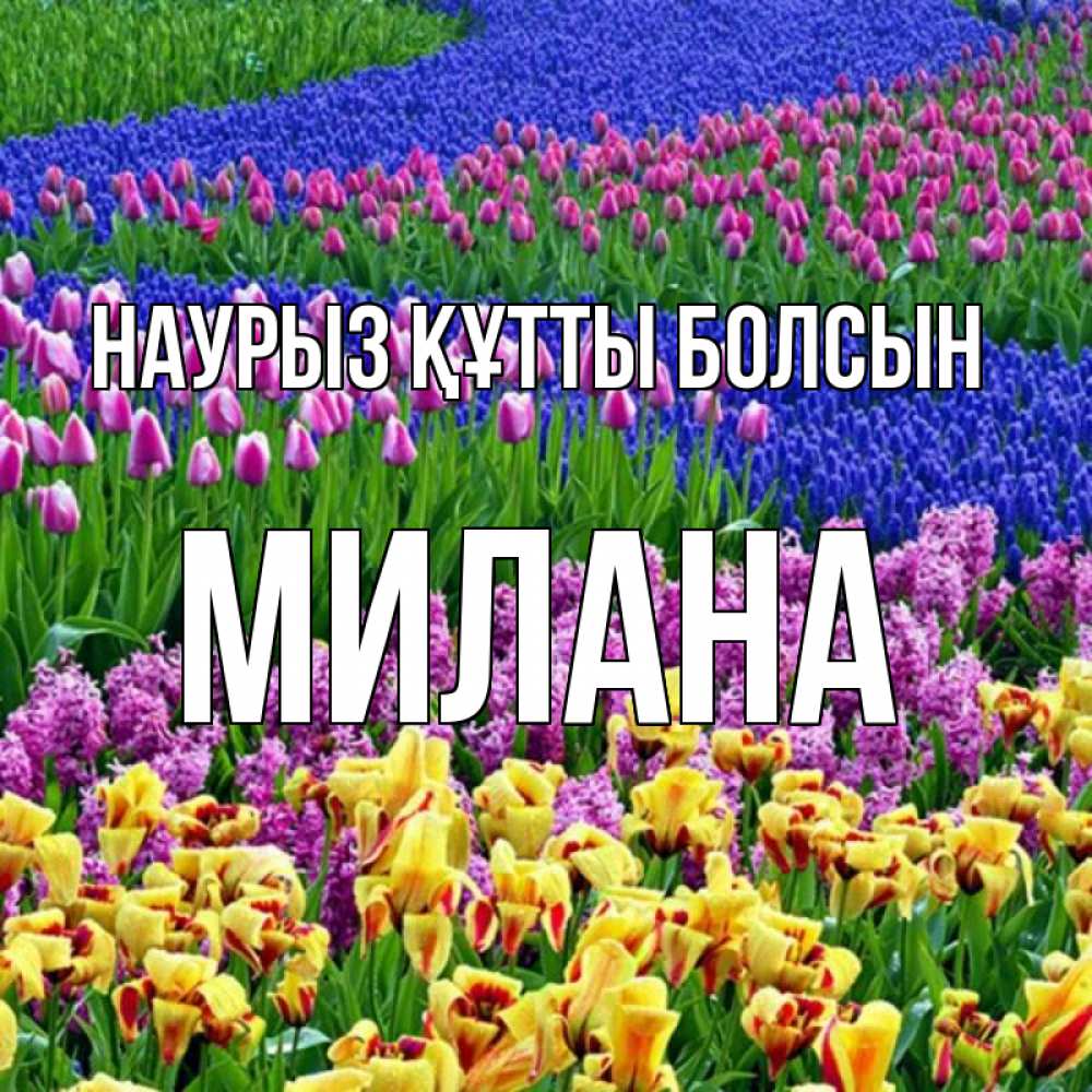 Открытка на каждый день с именем, Милана Наурыз құтты болсын цветы Прикольная открытка с пожеланием онлайн скачать бесплатно 
