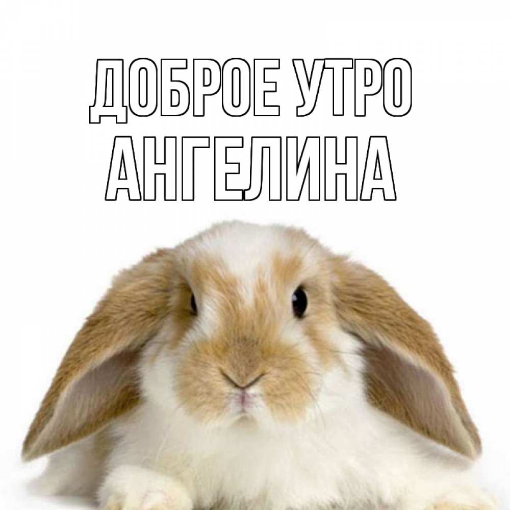 Открытка на каждый день с именем, Ангелина Доброе утро прикольные открытки на каждый день Прикольная открытка с пожеланием онлайн скачать бесплатно 