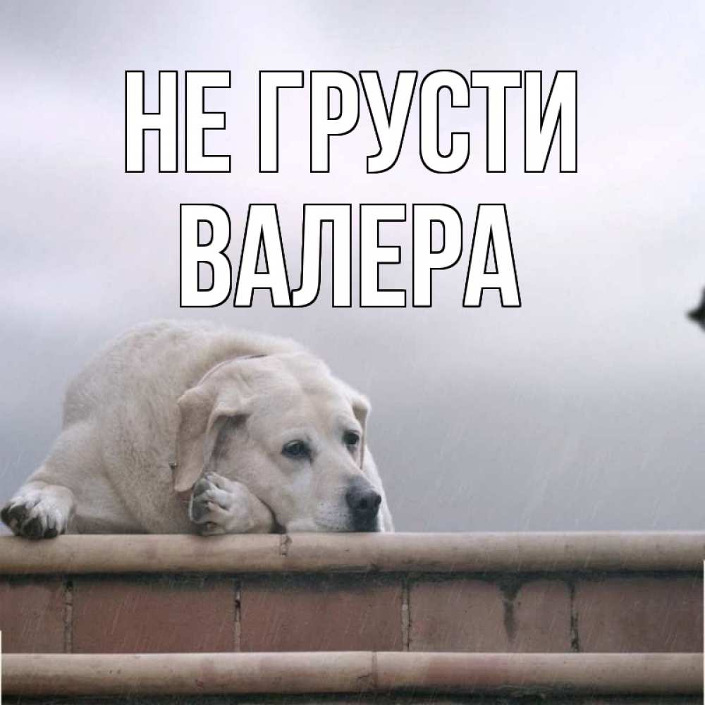Открытка на каждый день с именем, Валера Не грусти белый пес 1 Прикольная открытка с пожеланием онлайн скачать бесплатно 