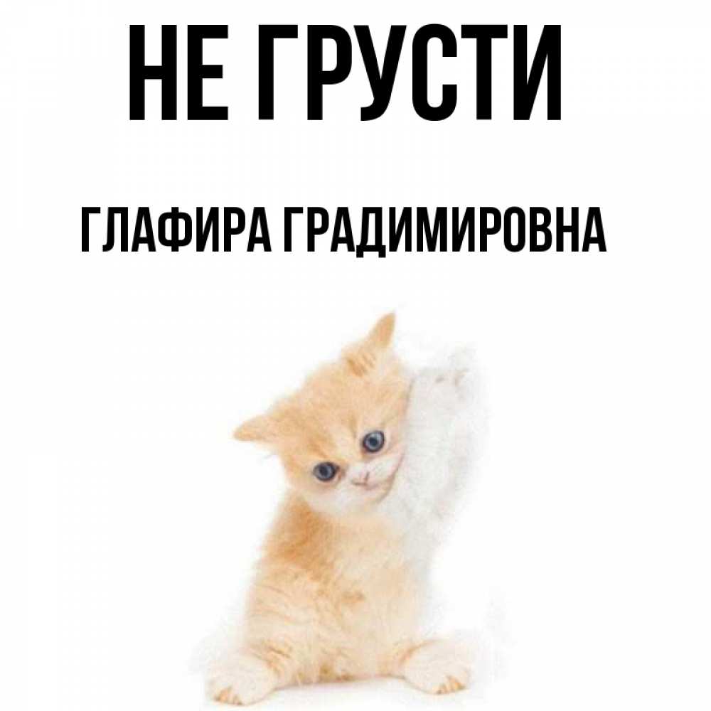 Открытка на каждый день с именем, Глафира-Градимировна Не грусти просящий кот Прикольная открытка с пожеланием онлайн скачать бесплатно 