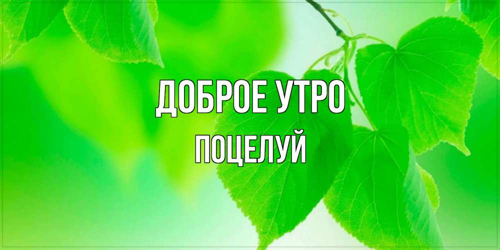 Открытка на каждый день с именем, Поцелуй Доброе утро доброе утро с березовыми листьями Прикольная открытка с пожеланием онлайн скачать бесплатно 