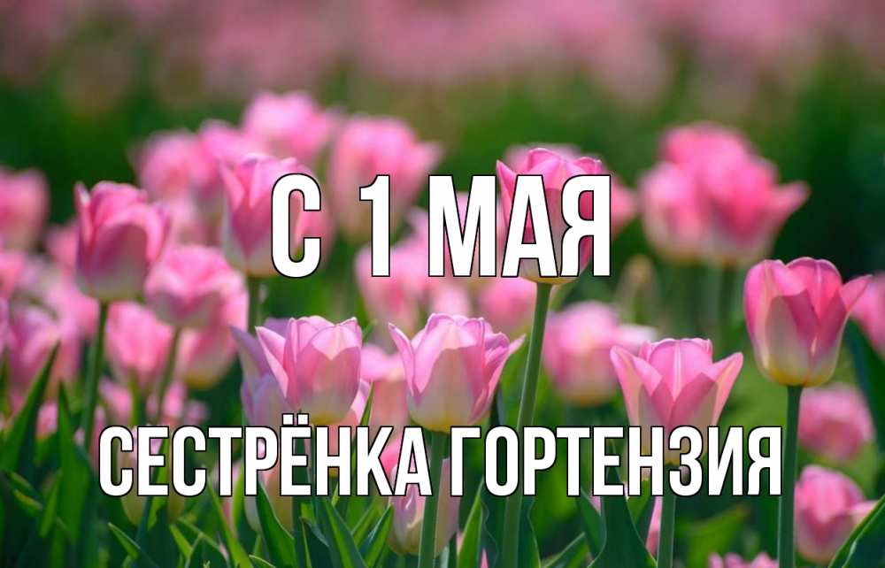 Открытка на каждый день с именем, Сестрёнка-Гортензия С 1 мая С 1 мая Прикольная открытка с пожеланием онлайн скачать бесплатно 