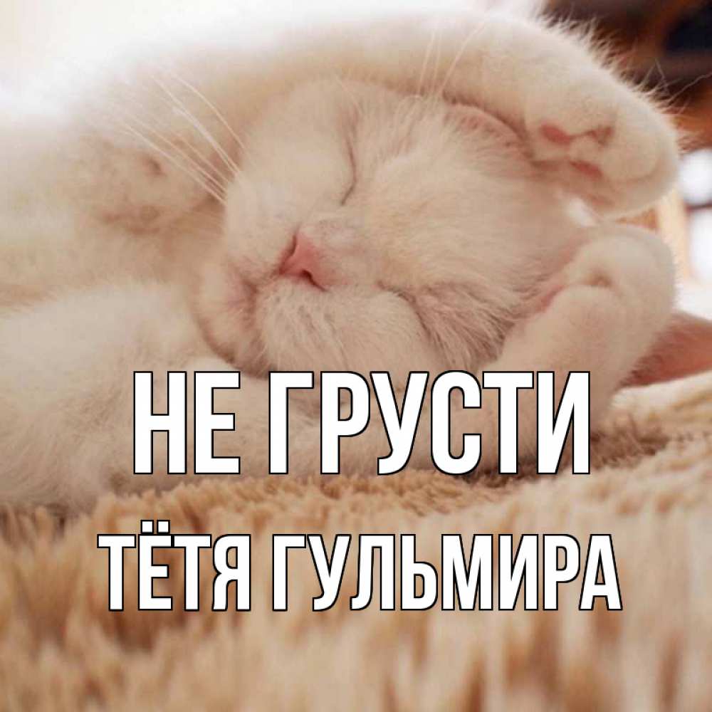 Открытка на каждый день с именем, Тётя-Гульмира Не грусти белый кот Прикольная открытка с пожеланием онлайн скачать бесплатно 