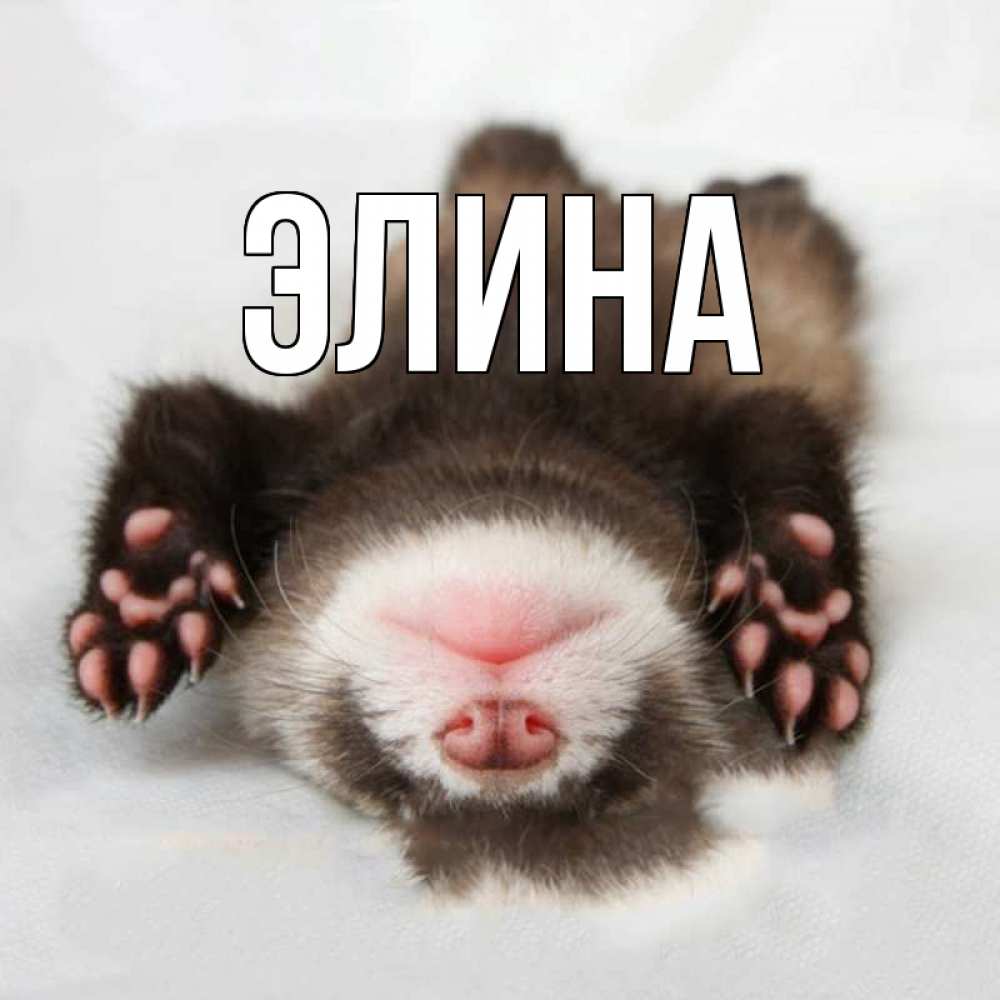 Открытка на каждый день с именем, Элина Главная зверек Прикольная открытка с пожеланием онлайн скачать бесплатно 