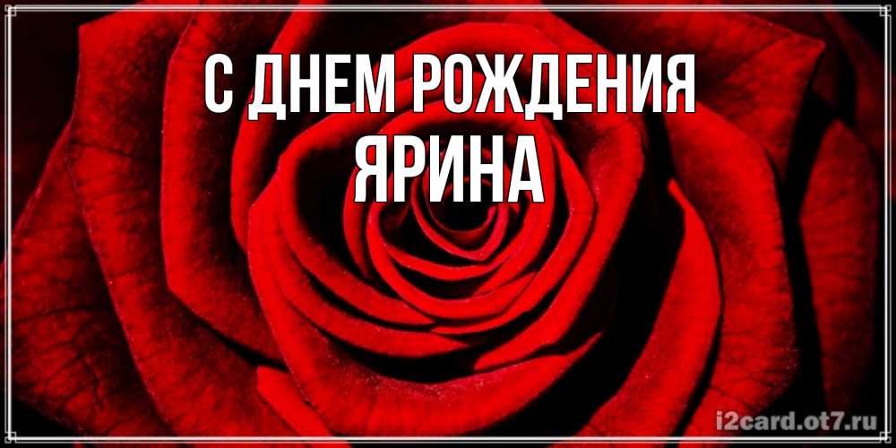 Открытка на каждый день с именем, Ярина С днем рождения алая роза Прикольная открытка с пожеланием онлайн скачать бесплатно 