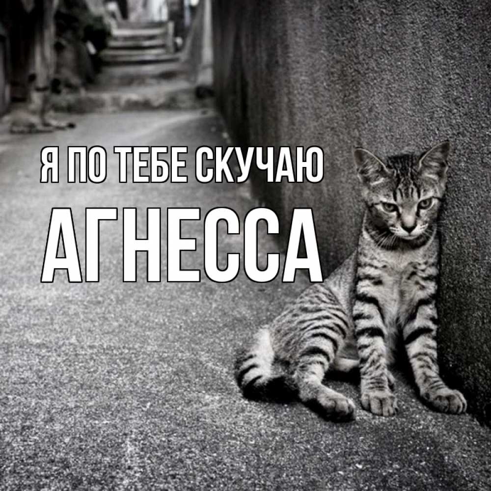 Открытка на каждый день с именем, Агнесса Я по тебе скучаю одиноко котику Прикольная открытка с пожеланием онлайн скачать бесплатно 