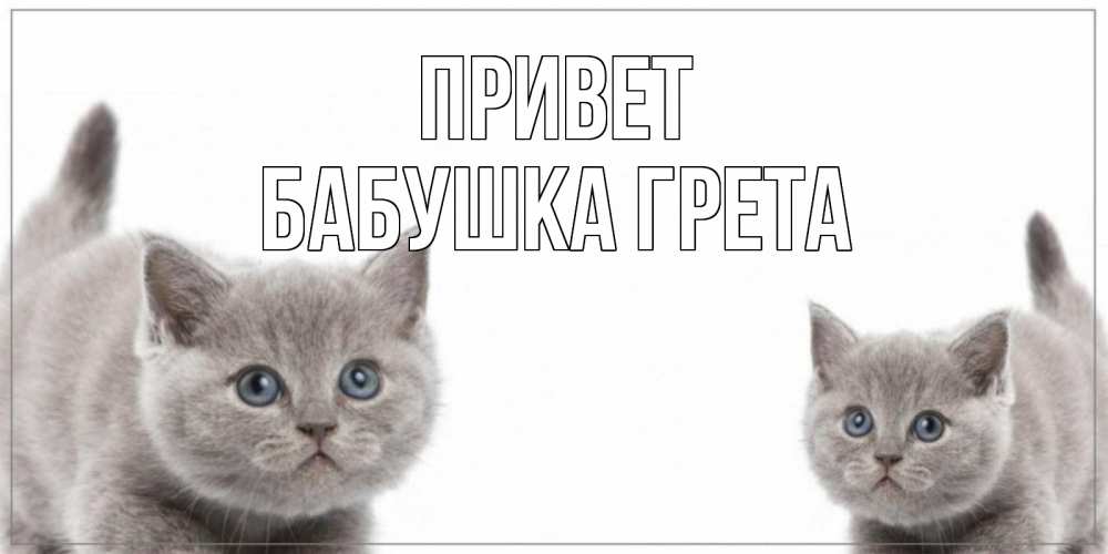 Открытка на каждый день с именем, Бабушка-Грета Привет коты Прикольная открытка с пожеланием онлайн скачать бесплатно 