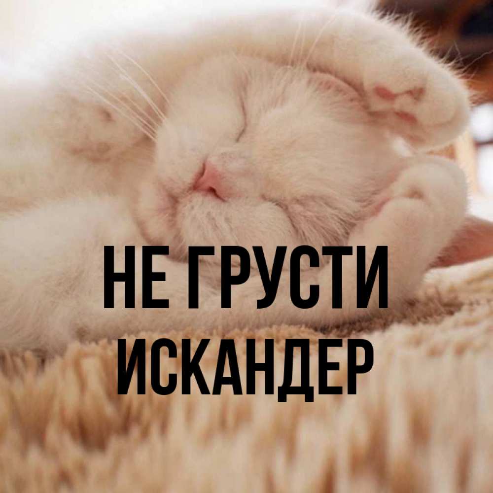 Открытка на каждый день с именем, Искандер Не грусти Котенок спит Прикольная открытка с пожеланием онлайн скачать бесплатно 