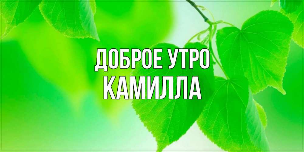 Открытка на каждый день с именем, Камилла Доброе утро доброе утро с березовыми листьями Прикольная открытка с пожеланием онлайн скачать бесплатно 