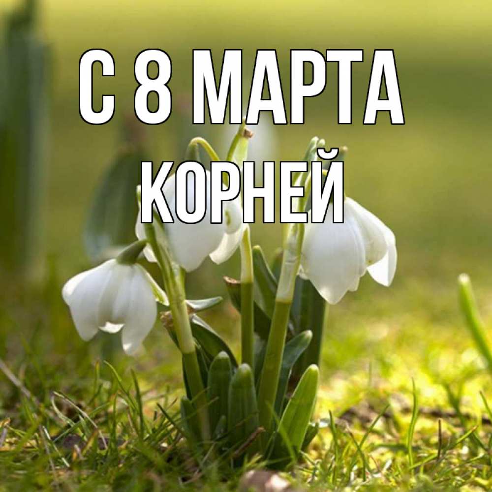 Открытка на каждый день с именем, Корней С 8 МАРТА ранние цветы 2 Прикольная открытка с пожеланием онлайн скачать бесплатно 