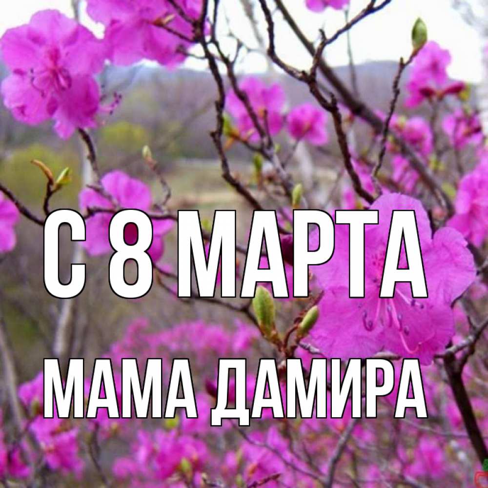 Открытка на каждый день с именем, Мама-Дамира С 8 марта международный женский день Прикольная открытка с пожеланием онлайн скачать бесплатно 