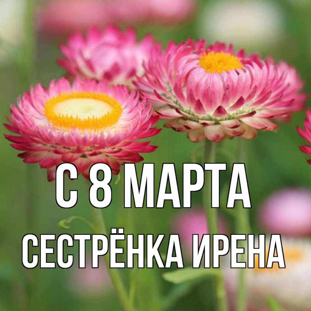 Открытка на каждый день с именем, Сестрёнка-Ирена С 8 МАРТА подарок на международный женский день Прикольная открытка с пожеланием онлайн скачать бесплатно 