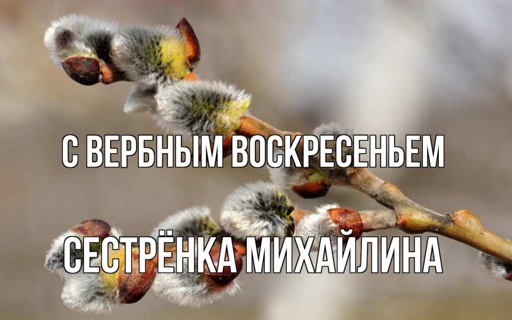 Открытка на каждый день с именем, Сестрёнка-Михайлина С вербным воскресеньем Верба Прикольная открытка с пожеланием онлайн скачать бесплатно 