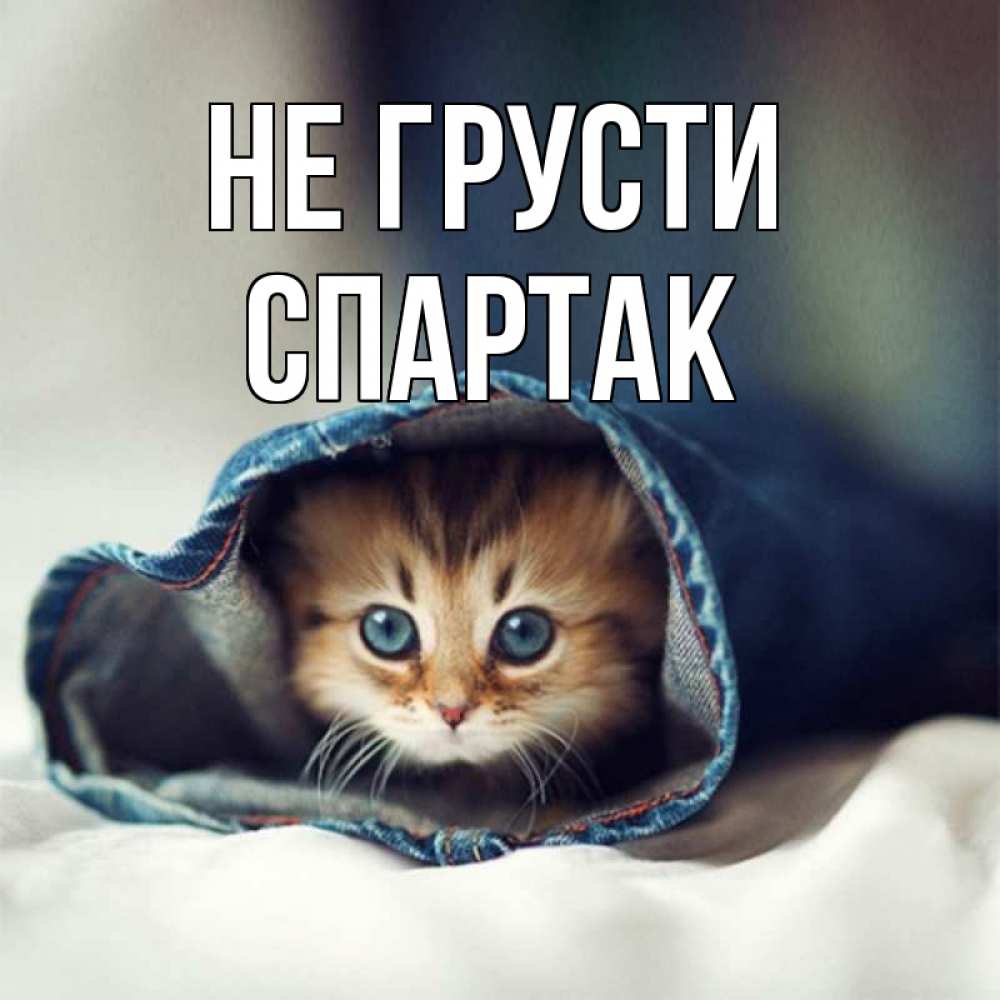Открытка на каждый день с именем, Спартак Не грусти кот в одежде Прикольная открытка с пожеланием онлайн скачать бесплатно 